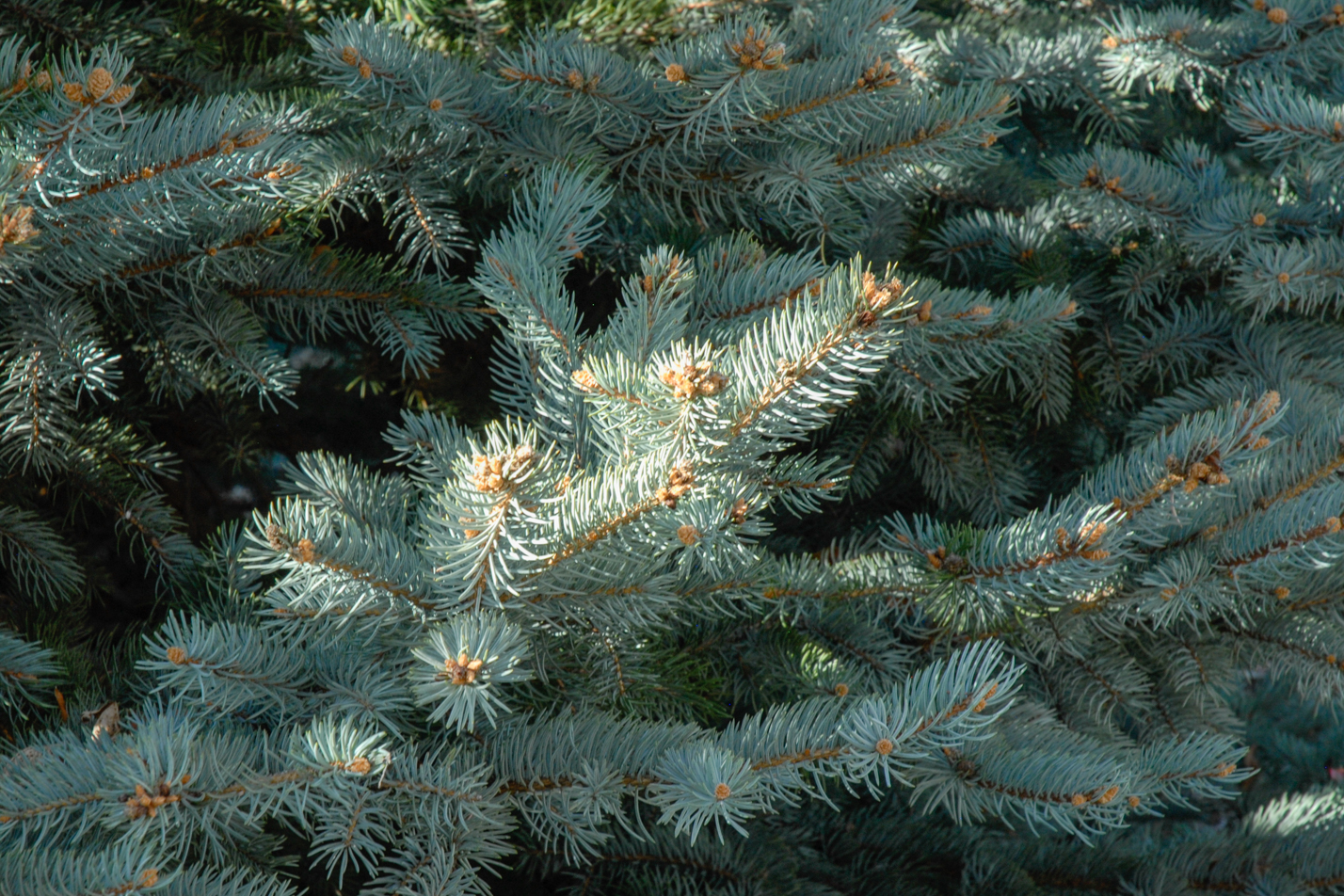 Colorado Springs Utilities Xeriscaping Baby Blue Eyes Spruce   Picea Pungens 'Baby Blue Eyes' (2) 